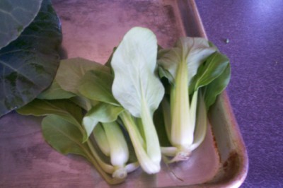 bok choy