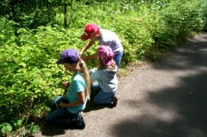 berry picking