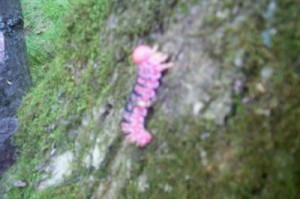 caterpillar