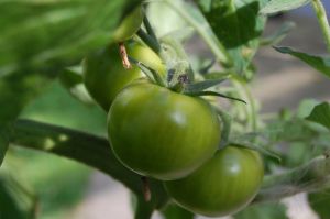 1058771_green_tomatoes