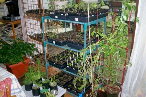 grow room