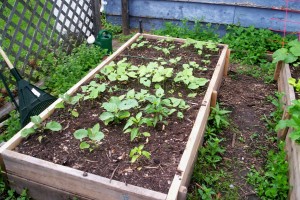 beans and eggplant