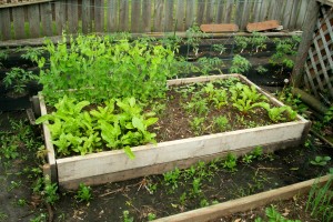 peas and beets