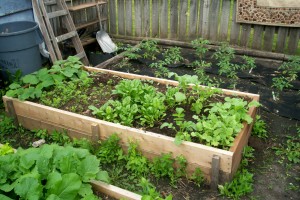 spinach and radish