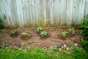 tomatillos